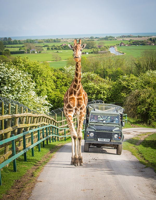 Port Lympne Safari Park Girafe