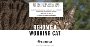 battersea Working Cats