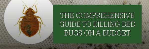 The Comprehensive Guide to Killing Bed Bugs on a Budget